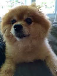 Black And Brown Pomeranian Price In India Lucy The Pomeranian Pomeranian Animals Dogs