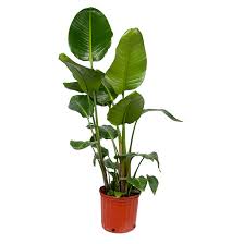 Leaves on the birds of paradise plant are arranged strictly in two. Costa Nursery Bird Of Paradise Wb11 Loose Rona