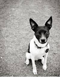 Black And White Rat Terrier Chihuahua Mix Pin By Mini On Koirat Rat Terrier Dogs Rat Terriers Terrier Dogs