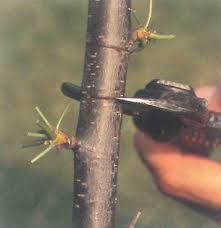 Pentru altoirea in camp cu ochi crescand si in spatii protejate ramurile altoi se recolteaza la inceputul lunii martie si se pastreaza in camere frigorifice la metode de altoire folosite pentru cultura nucului se practica 2 modalitati de altoire la nuci: Altoire Pomi 3 Metode Pentru Perioada De VarÄƒ ToamnÄƒ Sporul Casei