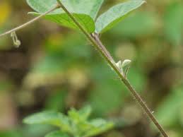 Image result for Pseudarthria