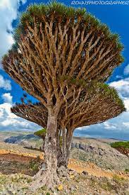 Pin On Caudiciform And Pachycaul Plants And Trees