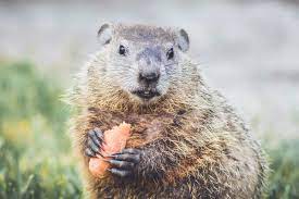 Maybe you would like to learn more about one of these? 8 Tips To Get Rid Of Groundhogs And Protect Your Garden