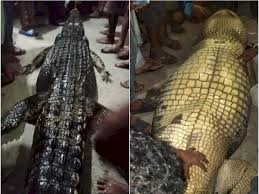 Mimpi dikejar oleh seekor harimau di hutan belantara. Mimpi Banyak Buaya Mati