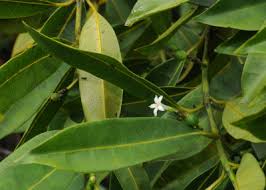 Image result for Craterispermum