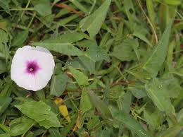 Image result for Ipomoea aquatica