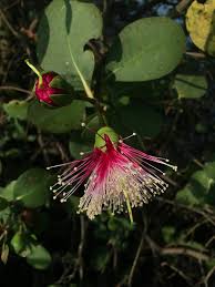 Image result for Sonneratiaceae