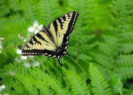 6,155 likes · 34 talking about this. Pretty Butterfly Photograph By Christine Pilkovsky