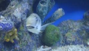 Кавагучи харуна / кавагути харуна / kawaguchi haruna/川口春奈 псевдоним: Kawaguchi Haruna Japanese Actress Global Granary