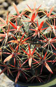 Devil's tongue barrel cactus (ferocactus latispinus) (britton & rose): Ferocactus Latispinus Devil S Tongue Barrel Cactus Altman Plants