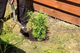 Was tun, wenn der komposthaufen bestialisch stinkt, die bäume von nebenan das eigenheim verfinstern, des nachbarn rasenmäher nervt, die pflanzen dicht am zaun wuchern und der gartenzwerg mit stinkefinger auf nachbars grund einem den letzten nerv raubt? Thuja Umpflanzen Anleitung Tipps