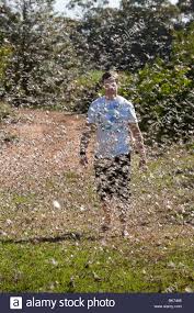 Image result for locust plague