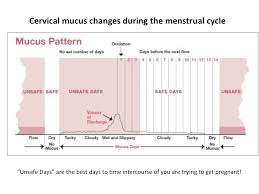 using cervical mucus charting to tell the best time to get