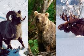 Russia Hunting Trips Bookyourhunt Com