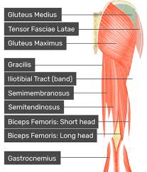 Gluteus Medius Attachments Actions Innervation