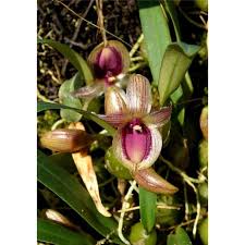 Image result for Bulbophyllum elliotii