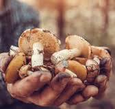 Mushroom sorting machines | TOMRA