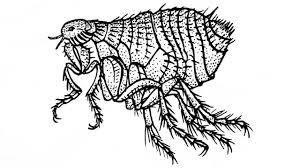 Check spelling or type a new query. Muscatura De Purice Preventie Si Tratament Mami Si Copilul