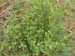 Image result for Toddalia simplicifolia
