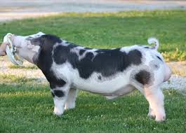 Here is a sneak preview of done deal! Boars Southern Gold Sires