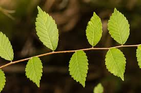 Image result for Ulmaceae