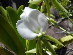 Image result for Eggelingia ligulifolia