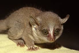 Check spelling or type a new query. Galago Pet