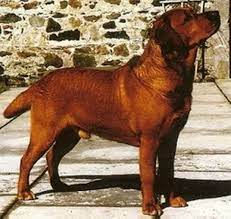All of our labs are eic/cnm/pra and dilute tested. Foxred Labrador Geschichte Labrador Retriever Von Fichtenberg