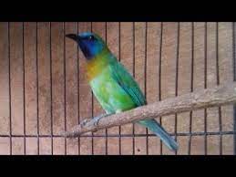 Download masteran suara cungkok gacor nembak kasar mp3. Burung Kinoi Muda Rajin Ngoceh Volume Nyaring By Top Kicau