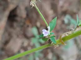 Image result for Justicia heterocarpa