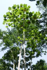 Image result for Musanga