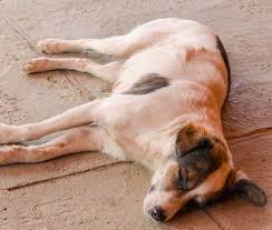 How much does it cost to put your dog down? How To Put A Dog To Sleep At Home Painlessly 4 Humanely Ways Zooawesome