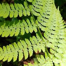 Image result for Dryopteridaceae