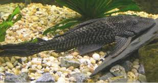 10 Most Common Types Of Plecos Land Of Fish