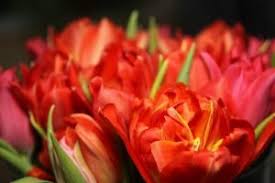 Geburtstag ist ein sehr wichtiges datum für jede person. Blog Blumenversand Gutschein