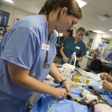 How long can you afford to study and intern? How Long Does It Take To Become A Vet Tech Access 2 Knowledge