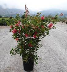 Callistemon lanceolatus