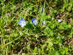 Im garten sind es zum beispiel blumenrabatten die durch rhizome bildende unkräuter befallen werden, giersch, oder die gemeine quecke, als auch acker winde und ackerschachtelhalm. Unkraut Im Rasen Unkrautvernichter Alternativen Plantura