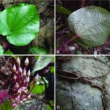 Image result for Dissotis pachytricha