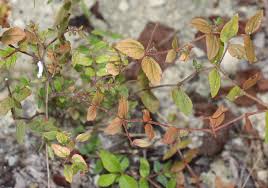 Image result for Euphorbia ophthalmica