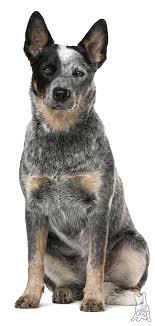 The Blue Dogs Were Often Called The Queensland Blue Heeler Or Blue Heeler To This Day Many Refer To T Austrailian Cattle Dog Blue Heeler Dogs Cattle Dogs Rule