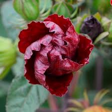 Image result for Hibiscus Red 2015 Vito