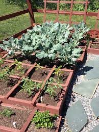 How many worms per square foot garden. Broccoli