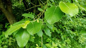 Image result for Goat Willow