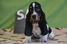 Enter your email address to receive alerts when we have new listings available for basset hound for sale uk. Basset Hound Puppies For Sale Craigslist Petswall