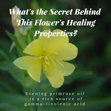 How To Use Evening Primrose Oil To Induce Labor Wehavekids