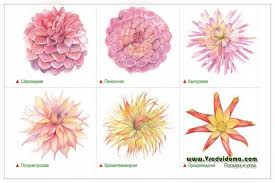 Cactus dahlias not only give you colour but they provide the added dimension of shape to your garden borders or pots. Types Of Dahlia On Inflorescences Classification And Description A Site About A Garden A Summer Residence And House Plants