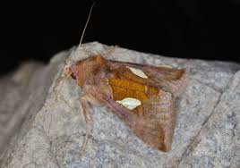 Image result for Autographa bractea