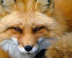 How to stop foxes coming in your garden. How To Stop Foxes Coming Into Your Garden Home Guide Expert