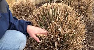 Related:ornamental grasses plants ornamental grass plants live ornamental grass plants. Trimming Back Ornamental Grasses The 1 Lawn Mowing Service For Lewisville Flower Mound And Highland Village